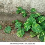 bob体育:全面解析如何选择最佳体育博彩平台 9u81zz5b