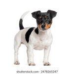 bwin亚洲娱乐的优势:为何越来越多玩家选择它? byh7n