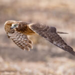 15044期大乐透开奖结果公布,大奖花落谁家? 4vklb3r1s